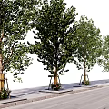 Lush Green Arbor Trees With Trunk Supports Lined Along Street Sidewalk