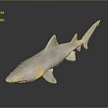 Realistic White Shark Aquatic Animal Model With Reflection On Dark Background 3d model