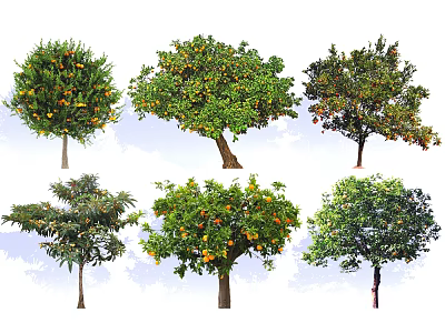 Different Types of Fruit Bearing Trees with Green Leaves and Ripe Fruits 3d model