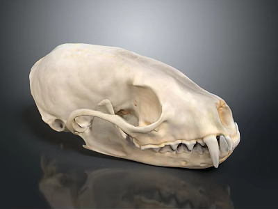 Detailed Animal Skull Organ Structure With Anatomical Features And 3D Rendered Texture 3d model