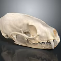 Detailed Animal Skull Organ Structure With Anatomical Features And 3D Rendered Texture