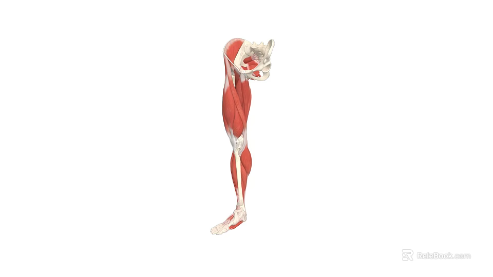 Game And Movie Character Leg Muscle Anatomy 3D Model With Red Muscles And White Bones 3d model 