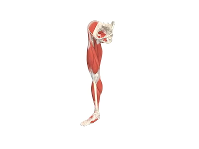 Game And Movie Character Leg Muscle Anatomy 3D Model With Red Muscles And White Bones 3d model