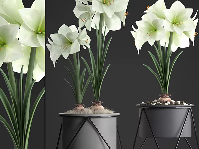 White Amaryllis Flowers In Black Geometric Pot With Pebbles And Green Stems 3d model