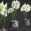 White Amaryllis Flowers In Black Geometric Pot With Pebbles And Green Stems
