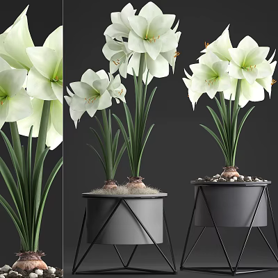 White Amaryllis Flowers In Black Geometric Pot With Pebbles And Green Stems 3d model