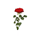 Realistic 3D Model of Red Rose with Green Stem and Lush Leaves on Gray Background