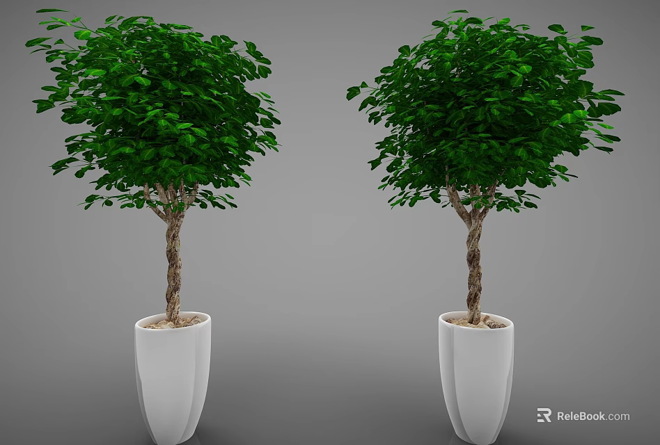 Two Lush Green Potted Bonsai Trees with Brown Trunks in White Pots Against Gray Background 3d model 