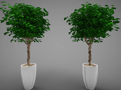 Two Lush Green Potted Bonsai Trees with Brown Trunks in White Pots Against Gray Background 3d model