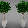 Two Lush Green Potted Bonsai Trees with Brown Trunks in White Pots Against Gray Background