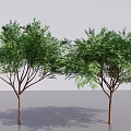 Modern Tall Trees Arbor Landscape Plant Trees Courtyard Trees Small Trees Street Trees Big Trees 3d model