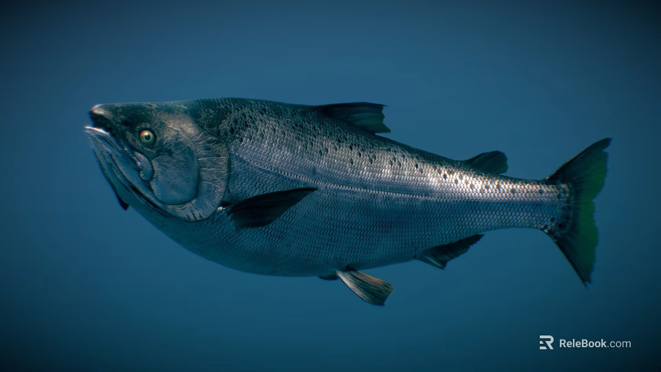 Silver Salmon Swimming In Deep Blue Water With Fins And Scales 3d model 