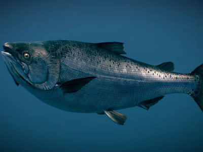 Silver Salmon Swimming In Deep Blue Water With Fins And Scales 3d model