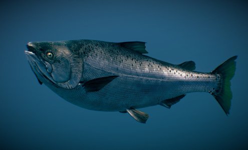 fish tropical fish marine fish 3d model