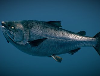 fish tropical fish marine fish 3d model