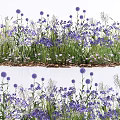 Vibrant Purple Blooming Flowers And Lush Green Grass In Natural Garden