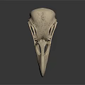 Detailed Bird Skull Anatomical Structure With Hollow Spaces On Dark Reflective Background