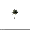 Tall Palm Tree With Textured Trunk And Green Feathery Fronds And Brown Fruits On Top