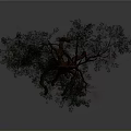 Tree With Lush Green Leaves And Exposed Roots Against Gray Background