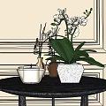 White Orchids in Hexagonal Vase and Clay Pot on Black Round Table with Light Wall