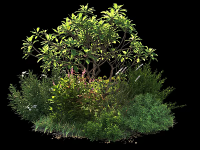 Lush Garden Shrubs With Diverse Green Foliage And Ground Cover Plants 3d model