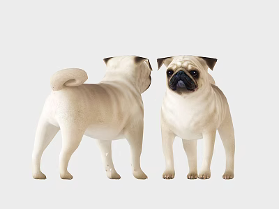 Two Light Colored Pug Dogs Standing In Front And Back View Positions 3d model