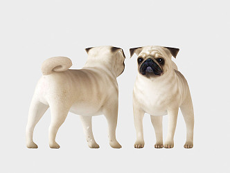 Modern Dog Pug 3d model