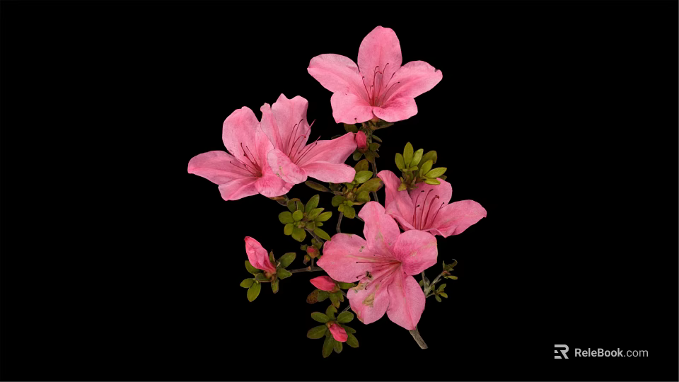 Pink Azaleas With Blooming Flowers Buds And Green Leaves On Black Background 3d model 