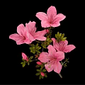 Pink Azaleas With Blooming Flowers Buds And Green Leaves On Black Background
