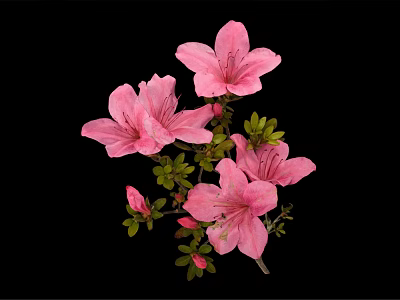 Pink Azaleas With Blooming Flowers Buds And Green Leaves On Black Background 3d model