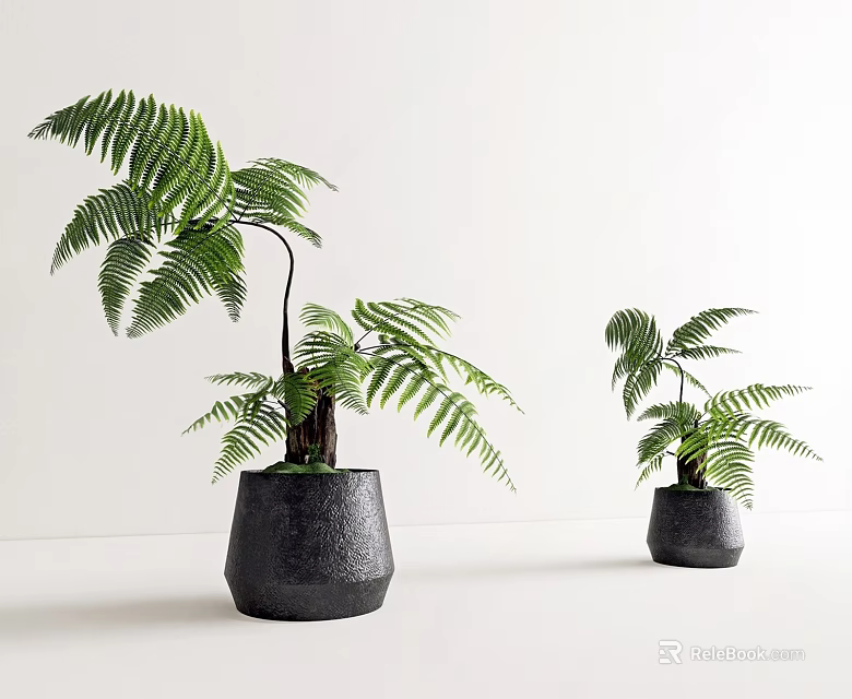 Potted Fern Bonsai Plants with Green Leaves in Black Planters on White Background 3d model 