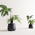 Pot Fern 3d model