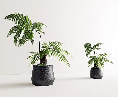 Potted Fern Bonsai Plants with Green Leaves in Black Planters on White Background 3d model