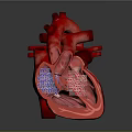 3D Human Heart Anatomical Model With Clear Internal Chambers And Colored Vessels 3d model