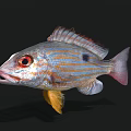 Vibrant Aquatic Fish With Red Eyes Yellow Blue Stripes And Black Spots