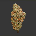 Cannabis Plant Flower Bud With Green Orange Yellow Colors Cone Shaped Form On Dark Background With Reflection