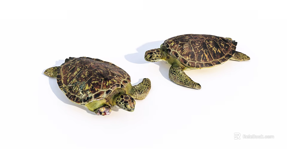 Two Sea Turtles Reptiles With Colorful Detailed Shell Patterns On White 3d model 