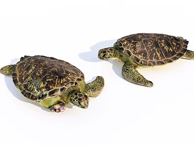 Two Sea Turtles Reptiles With Colorful Detailed Shell Patterns On White 3d model