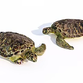 Two Sea Turtles Reptiles With Colorful Detailed Shell Patterns On White 3d model