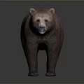 Realistic Brown Standing 3D Bear Model With Detailed Fur And Rendered Surface 3d model