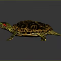 Turtle Cartoon Turtle Snapping Turtle Chickbill Turtle Reptile Cold Blooded Animal Reptile Class 3d model