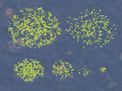 Aquatic Plants Floating With Green Leaves On Water Surface Natural Growth 3d model