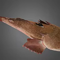 Whole Fresh Fish With Pinkish Brown Body And Fins On Gray Background