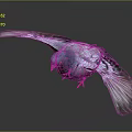 Flying Pigeon With Colorful Feathers Blue Head And Red Feet Against Dark Background