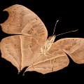 Vibrant Orange Butterfly With Large Eyespot Patterns On Wings Against Black Background