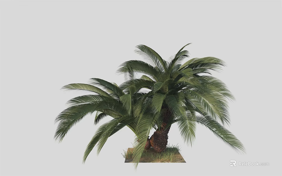 Tall Palm Tree With Lush Green Fronds And Brown Trunk Structure 3d model 