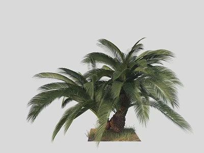 Tall Palm Tree With Lush Green Fronds And Brown Trunk Structure 3d model