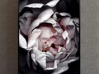 Realistic Botanical Painting Of Soft Pink Peony With Detailed Petals For Home Decor 3d model