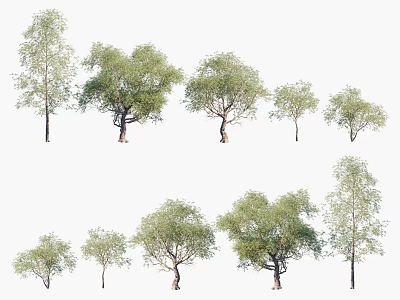 Various Arbor Trees With Different Heights Lush Green Leaves And Natural Shapes For Landscaping Use 3d model