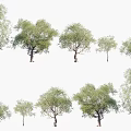 Various Arbor Trees With Different Heights Lush Green Leaves And Natural Shapes For Landscaping Use